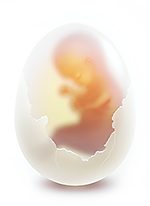 Embryo